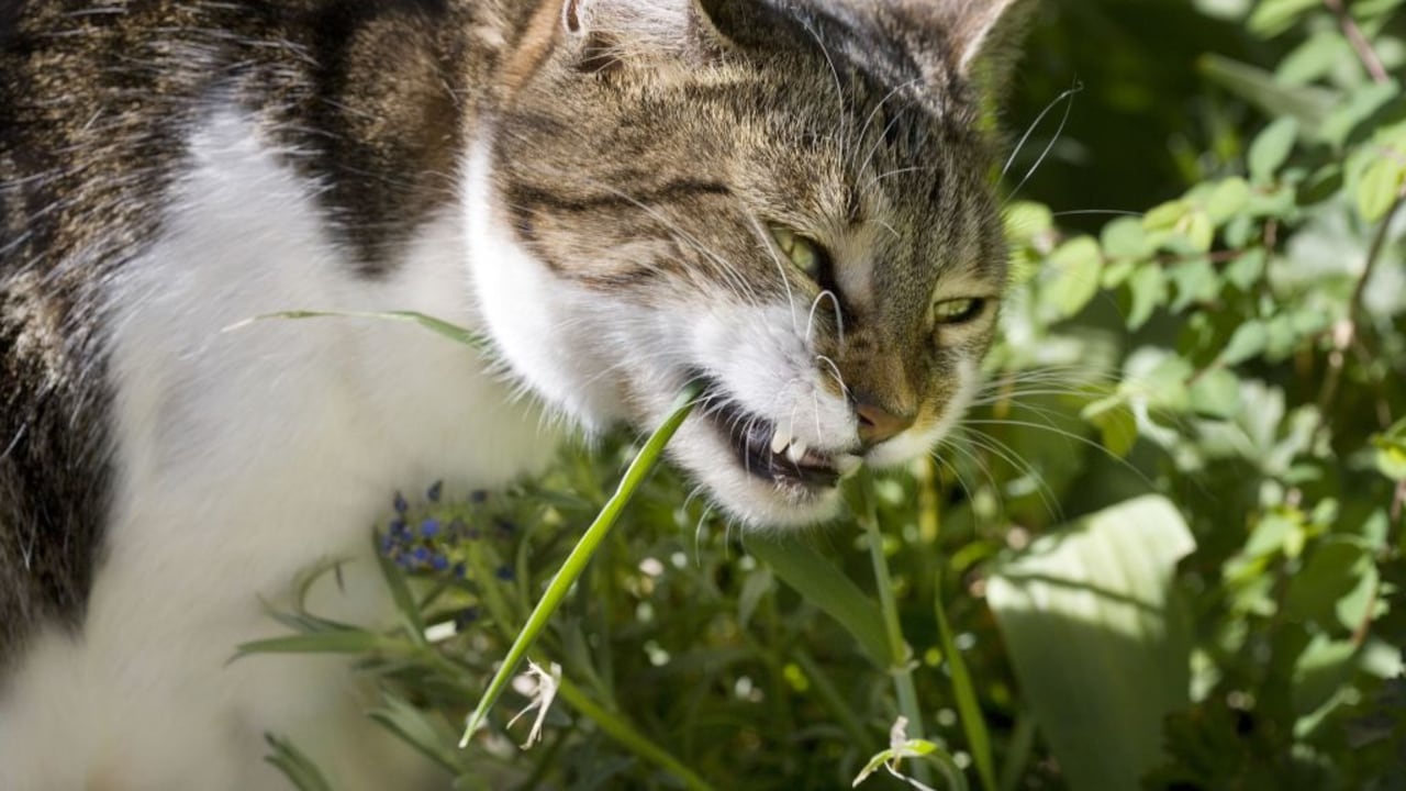 Hay plantas que no deben ser consumidas por los gatos para prevenir intoxicaciones.