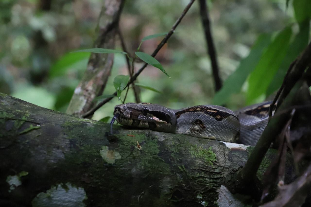 Liberan a boa constrictor que fue encontrada en Bogotá