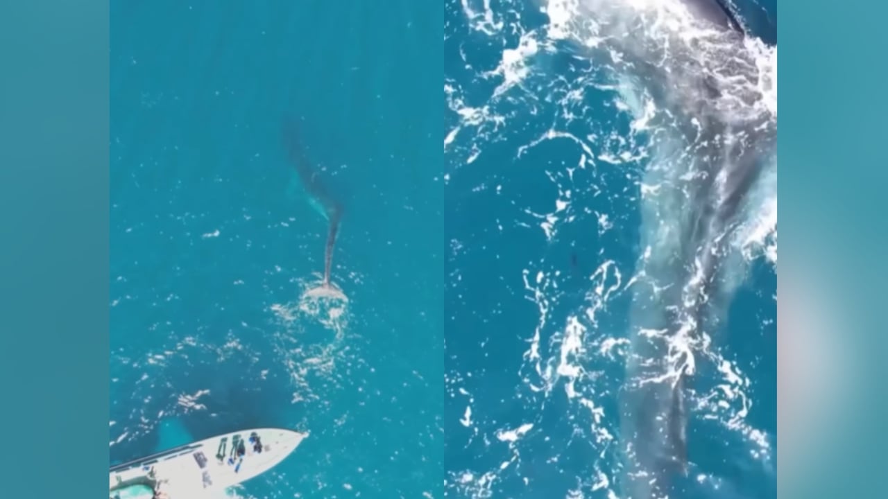 Instagram:@/oceanografic_vl/