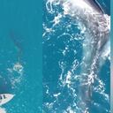 Instagram:@/oceanografic_vl/