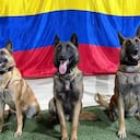 Cuatro perros rescatistas colombianos se han robado el corazón del país