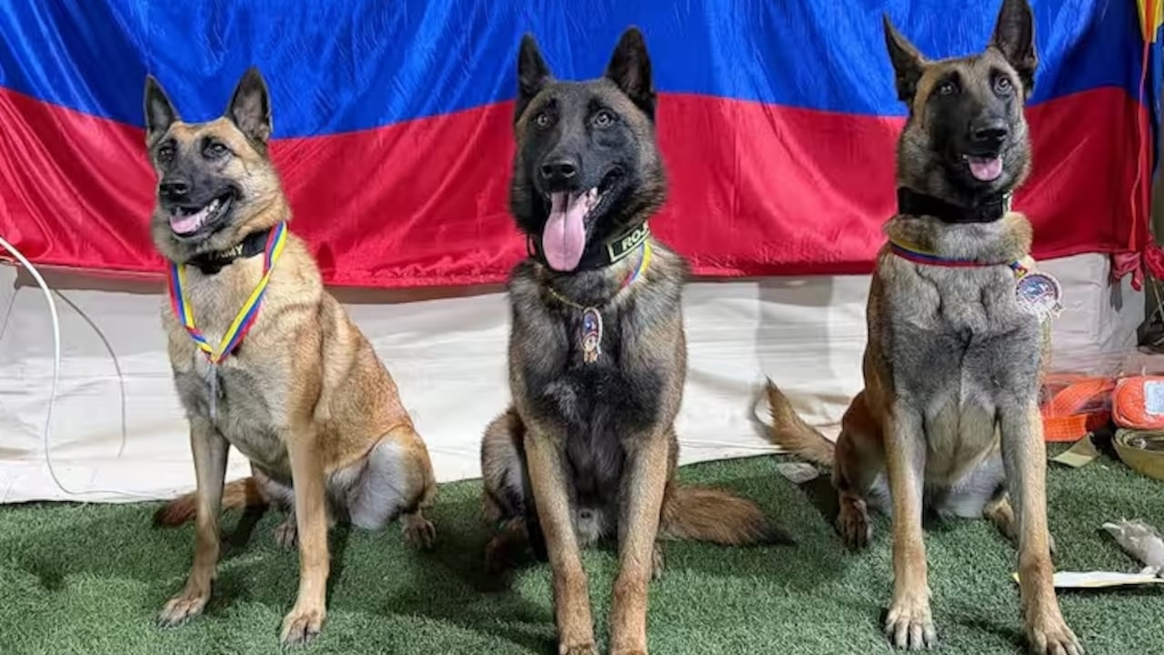 Cuatro perros rescatistas colombianos se han robado el corazón del país.
