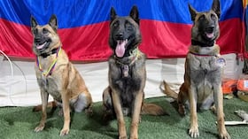 Cuatro perros rescatistas colombianos se han robado el corazón del país