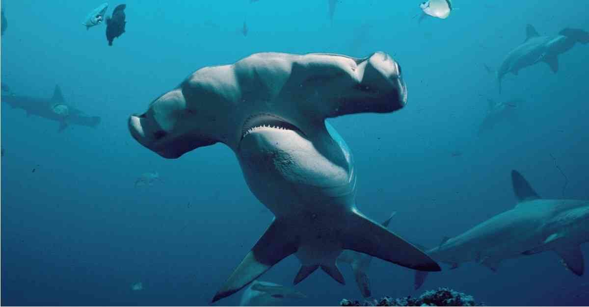 En Colombia se encuentran registradas 37 especies de tiburón, de las cuales cinco están en el apéndice II de la Convención sobre el Comercio Internacional de Especies Amenazadas de Flora y Fauna (Cites). Foto: Fundación MarViva 