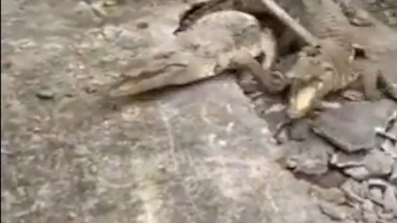 Cocodrilos bajo tierra.