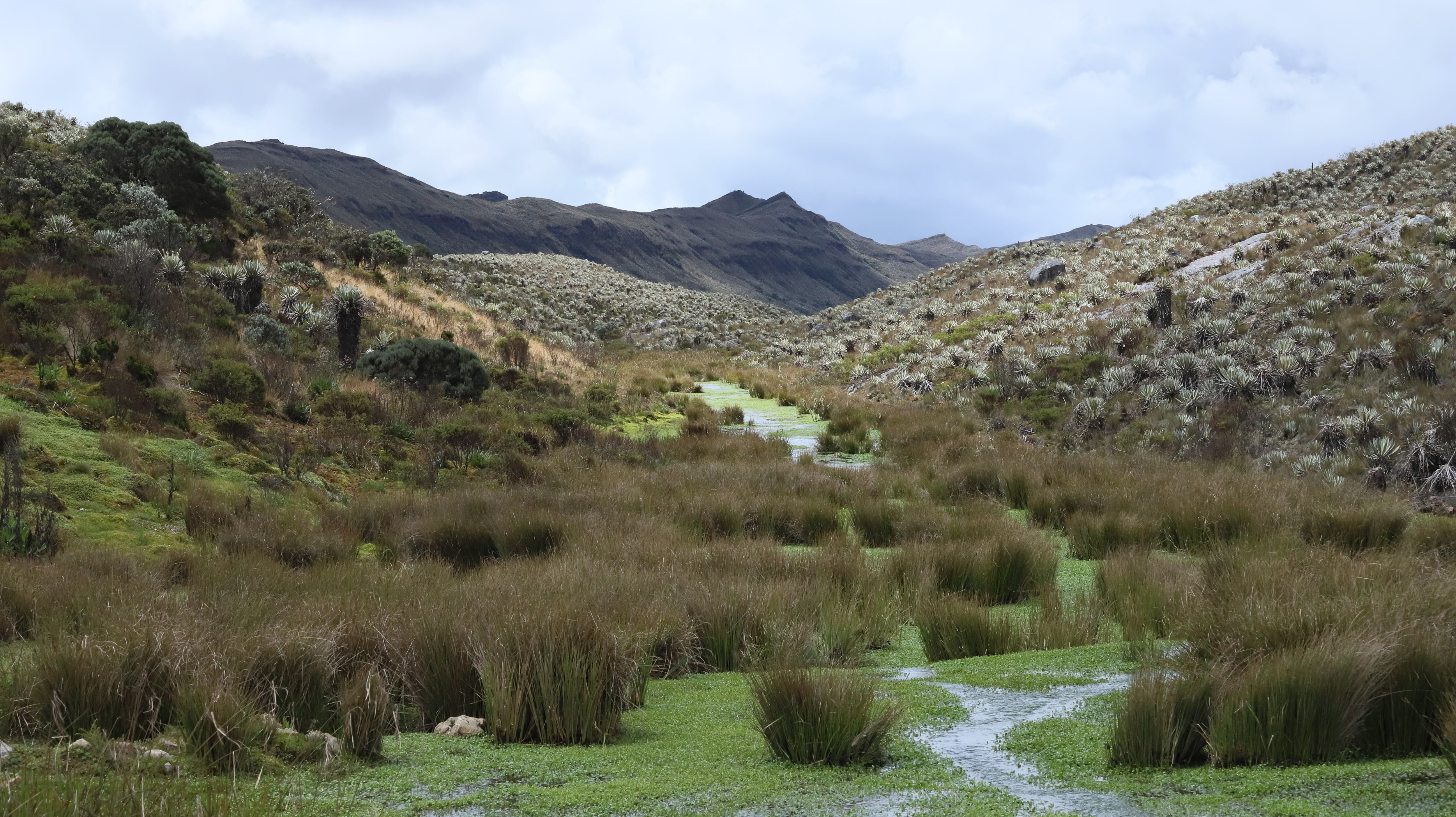 Bogotá es una de las ciudades más biodiversas del mundo.