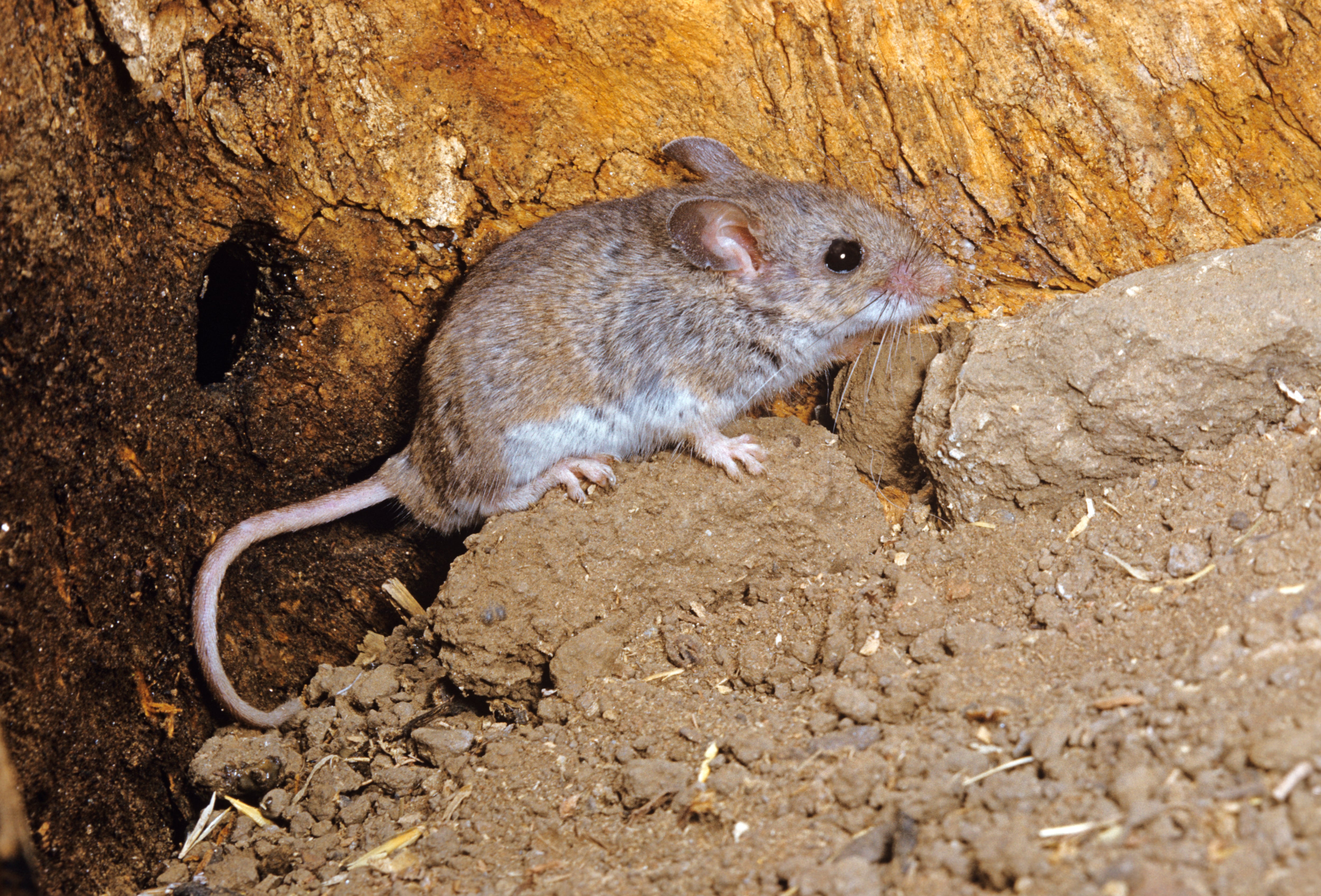 Estos ratones pueden ser muy difíciles de combatir.