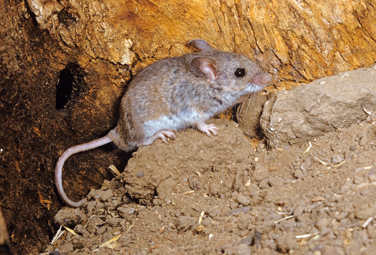 Estos ratones pueden ser muy difíciles de combatir.