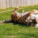 Hombre muere tras entrar a un recinto de Tigres