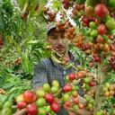 A la fecha se han registrado, aprobado y preaprobado 1.999.202 facturas correspondientes a 4.111.181 cargas de café vendidas.