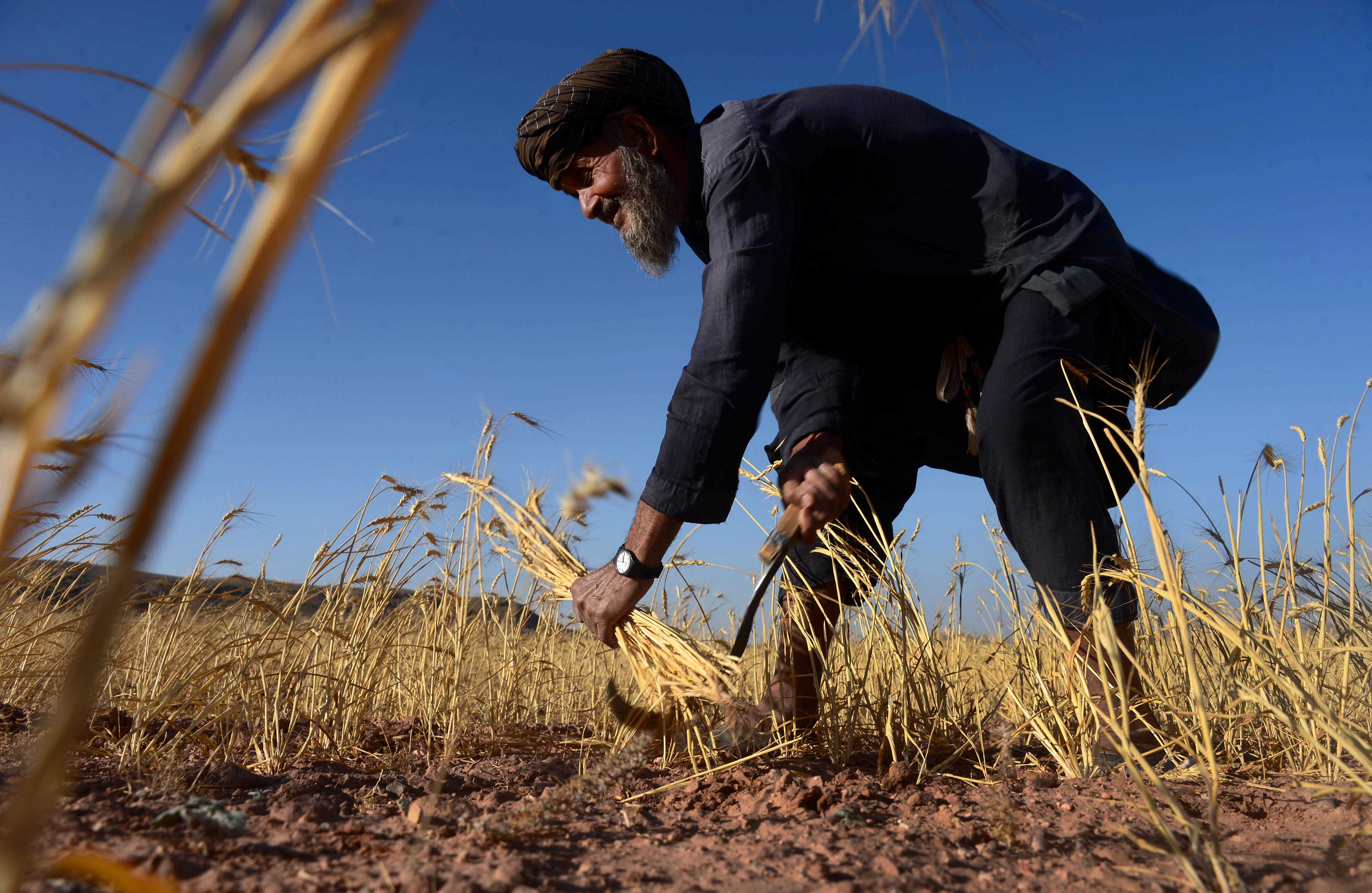 Mientras se desata todo un conflicto en medio oriente, entre el Estado Islámico y las administraciones presentes, la agricultura de Afganistán está siendo parte importante en ese sector.