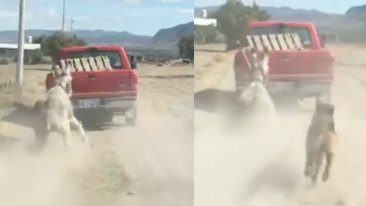 Momento en que el burro era maltratado.