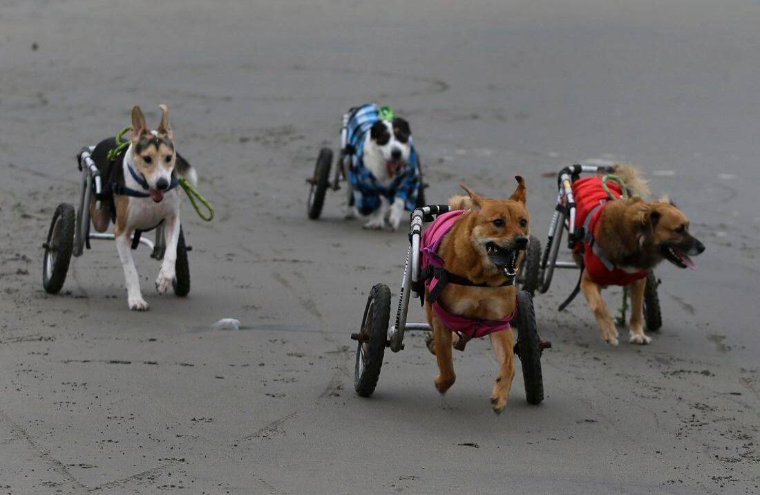 Un grupo de perros parapléjicos corren con la ayuda de sus sillas de ruedas en la playa de Agua Dulce en el barrio Chorrillos de Lima, Perú. Los perros son atendidos por la residente local Sara Moran. En invierno, cuando la mayoría de los peruanos evitan la playa, ella lleva a los perros en recorridos frecuentes a través de la dura y negra arena. (Foto AP / Martin Mejía)  