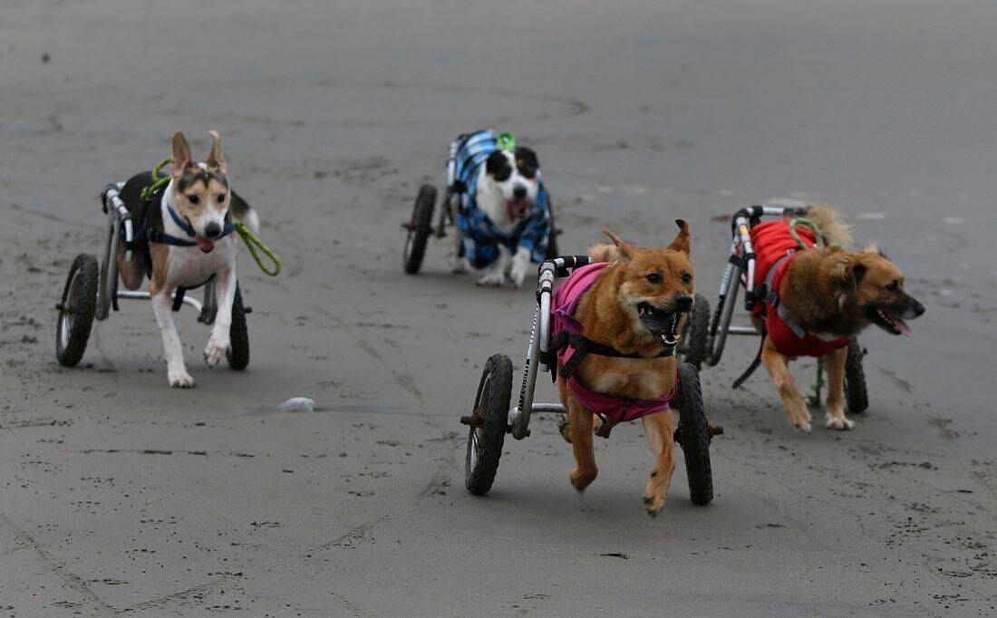 Un grupo de perros parapléjicos corren con la ayuda de sus sillas de ruedas en la playa de Agua Dulce en el barrio Chorrillos de Lima, Perú. Los perros son atendidos por la residente local Sara Moran. En invierno, cuando la mayoría de los peruanos evitan la playa, ella lleva a los perros en recorridos frecuentes a través de la dura y negra arena. (Foto AP / Martin Mejía)  