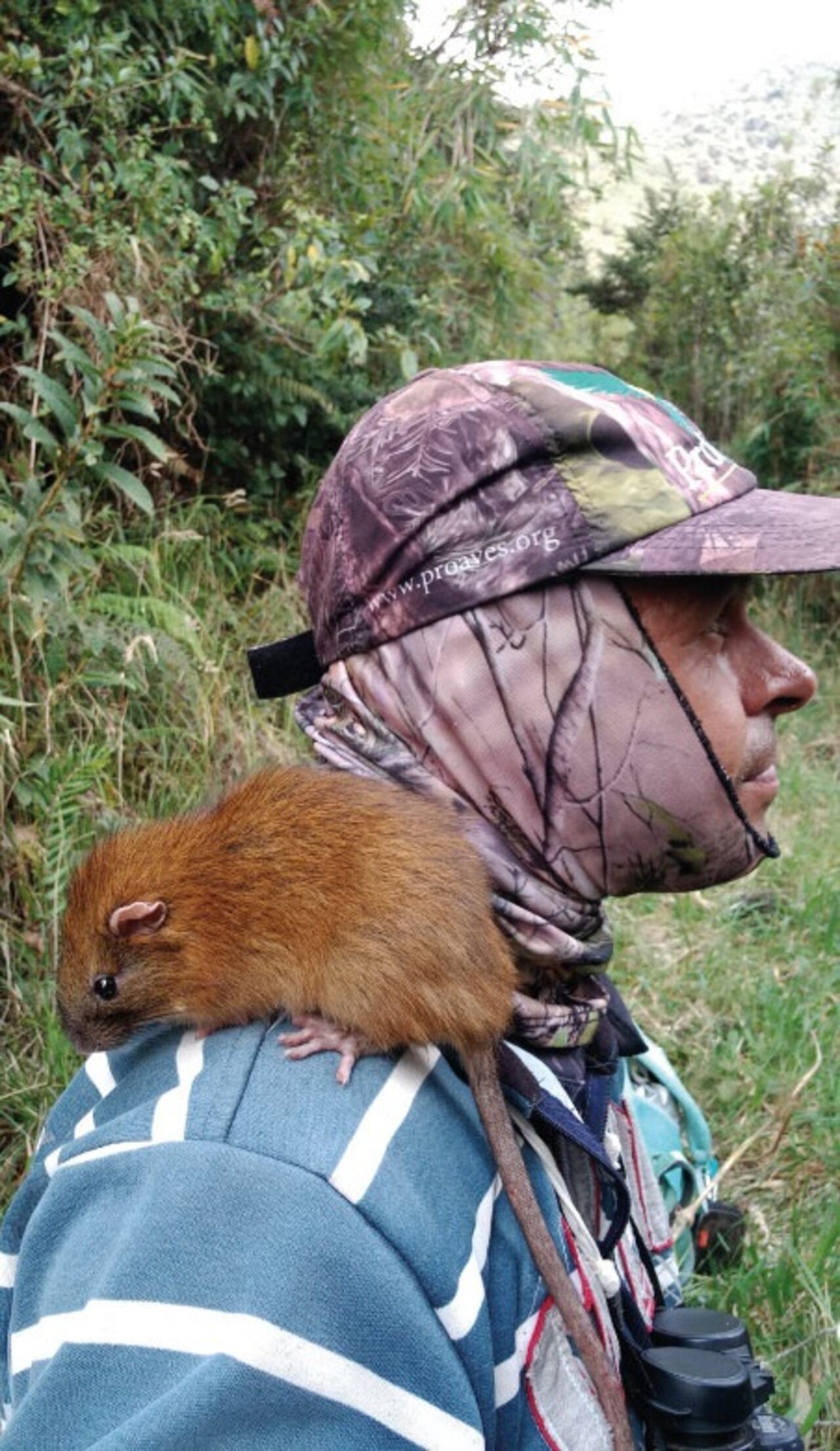 Es un roedor de gran tamaño, pelo suave y una cola larga de aspecto blanquecino