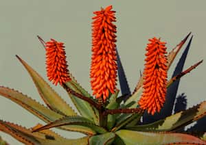 Aloe vera florecido