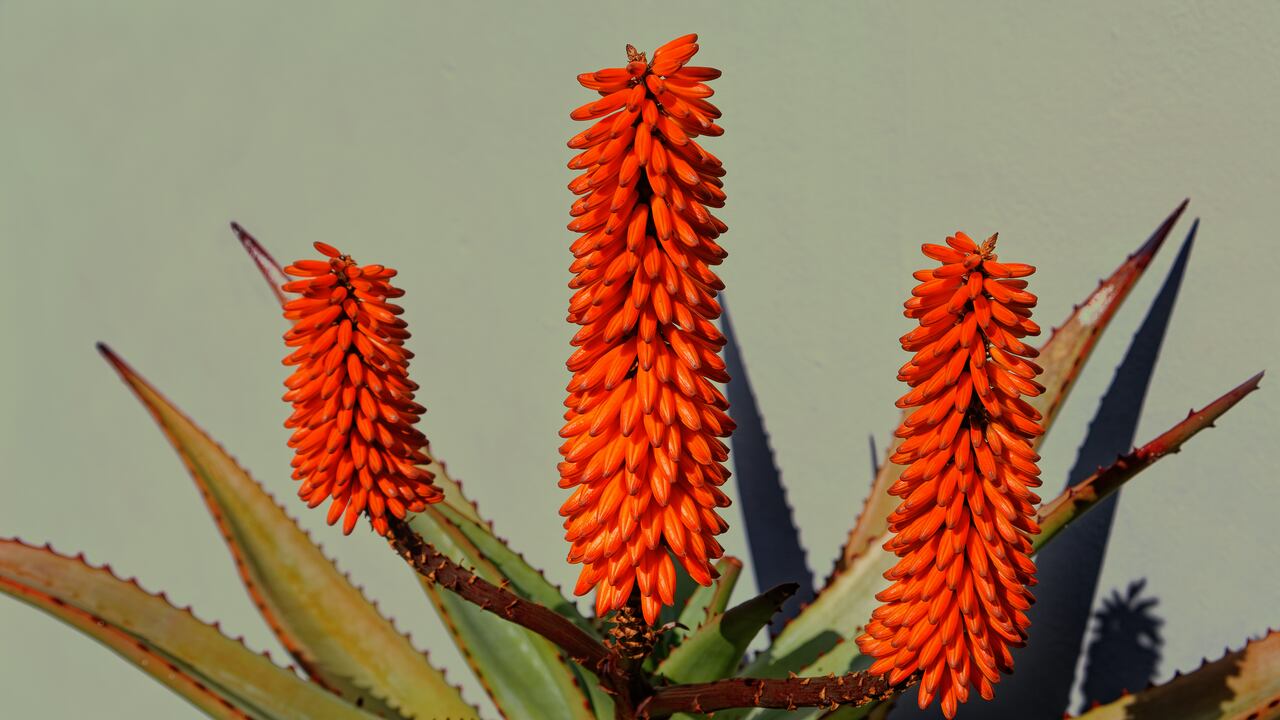 Aloe vera, la planta de las buenas energías y la prosperidad