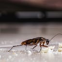 La falta de aseo contribuye a la aparición de cucarachas en el hogar.