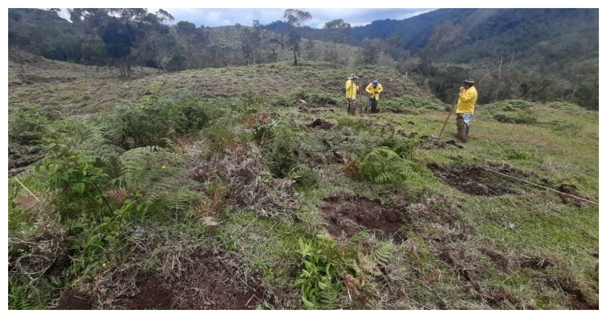 Sembrarán 150.000 árboles para recuperar ecosistemas de Antioquia