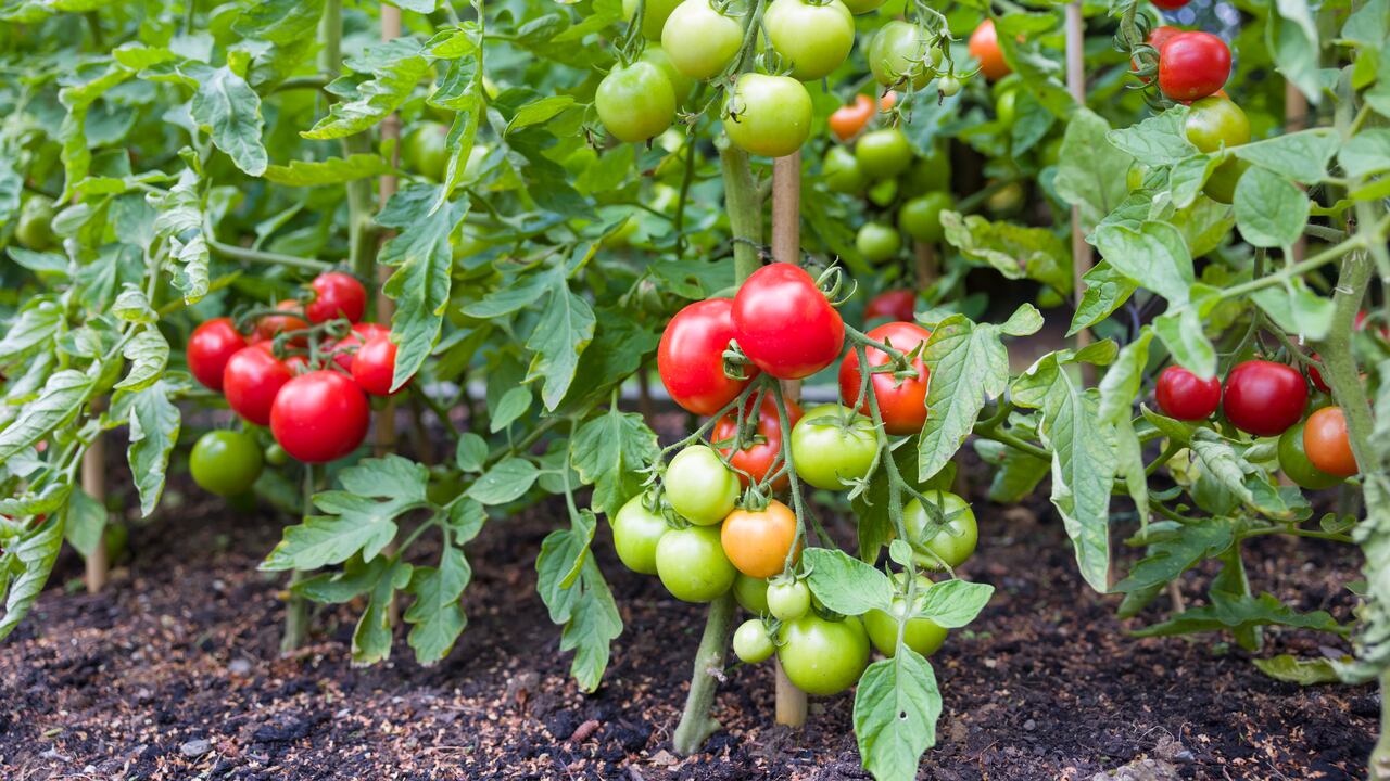 Plantas de tomate/Imagen de referencia.