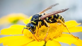 La cantidad de estos insectos parece haber caído y todavía no hay una explicación definitiva.