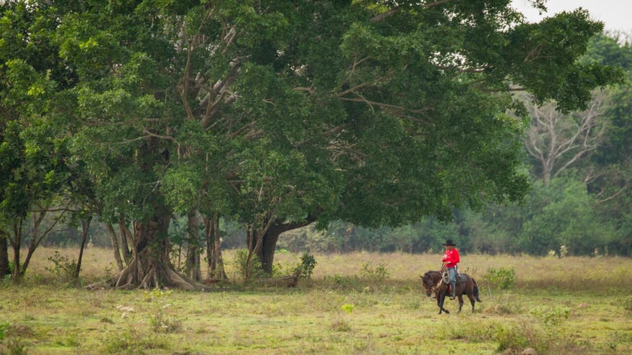 Sabanas de la Oronoquia