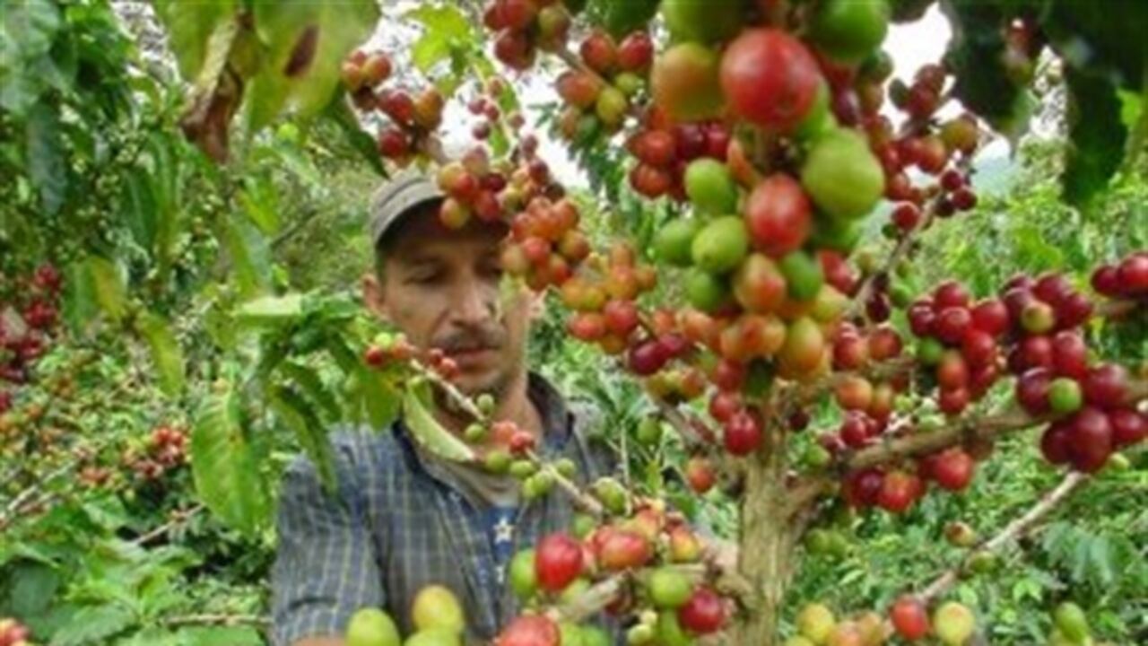 "El 95% de los productores de café en Colombia tienen fincas de menos de 5 hectáreas, y dentro de ellas el tamaño del cultivo de café es de 0,7 hectáreas", explicó Luis Genaro Muñoz Ortega, presidente de la Federación Nacional de Cafeteros de Colombia.