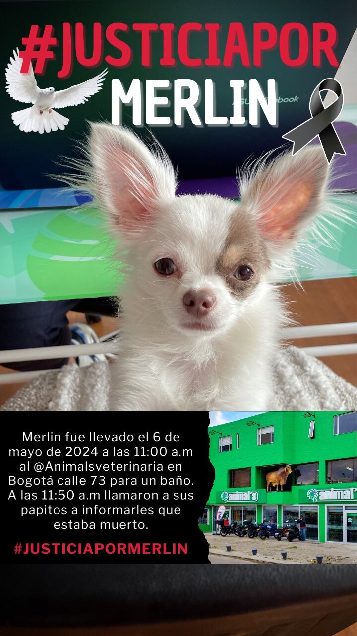 Un perrito fue atropellado tras recibir su servcio de baño en Animals Bogotá