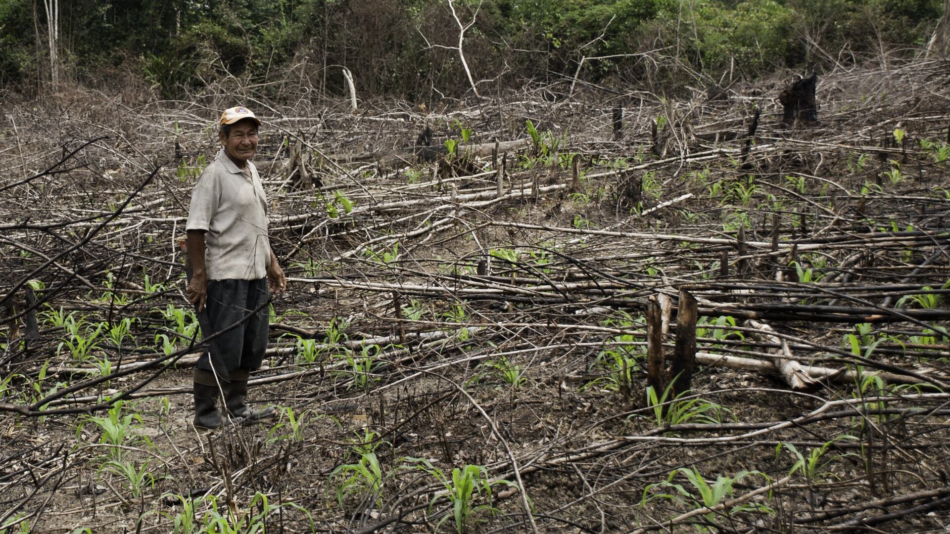 La sabiduría transmitida en la chagra ha permitido que las comunidades indígenas puedan transformar la yuca brava, que es un producto venenoso, en alimento base de las familias en el territorio.