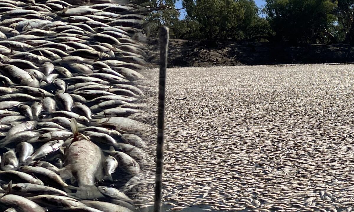Masiva muerte de peces despierta alarmas en Australia.