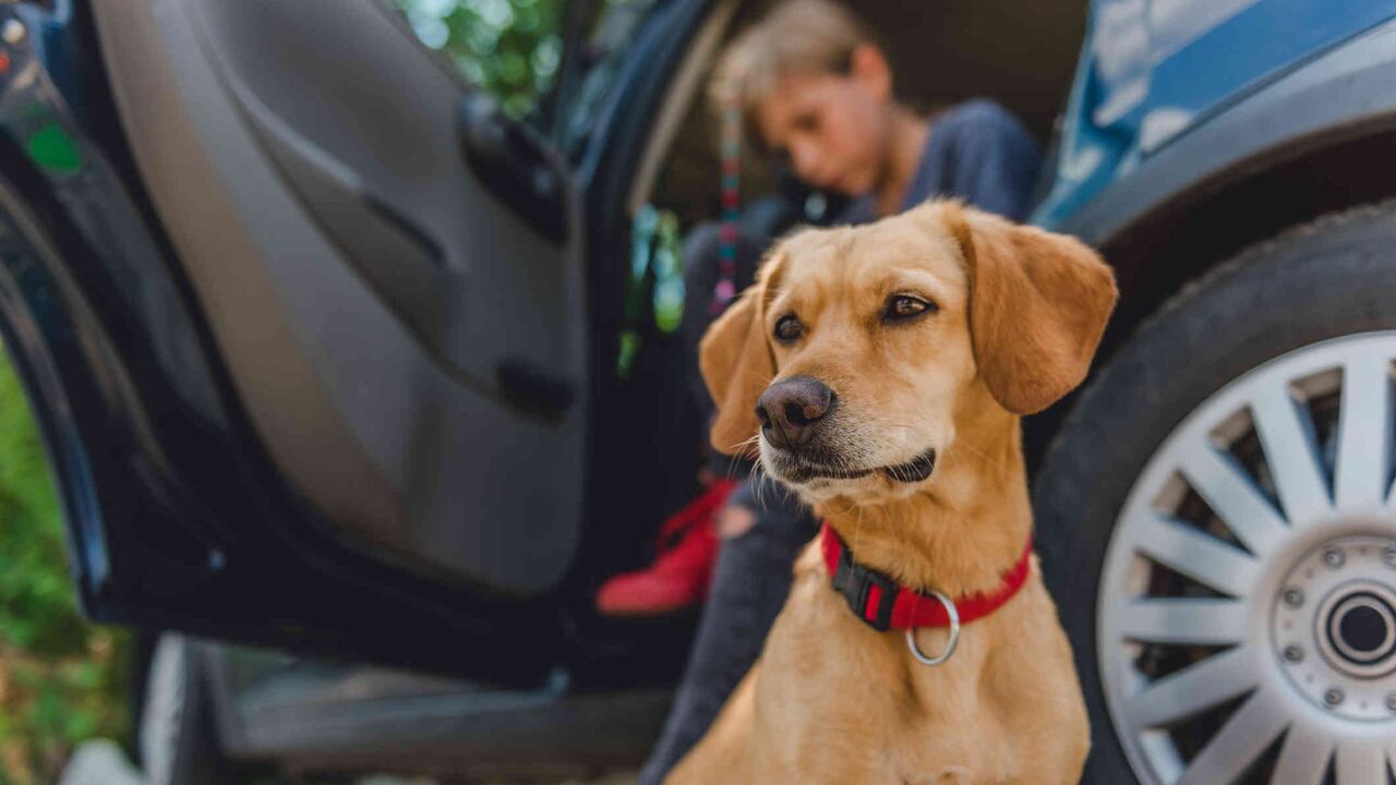 Establece normas para que le sea más fácil acoplarse al nuevo hogar.