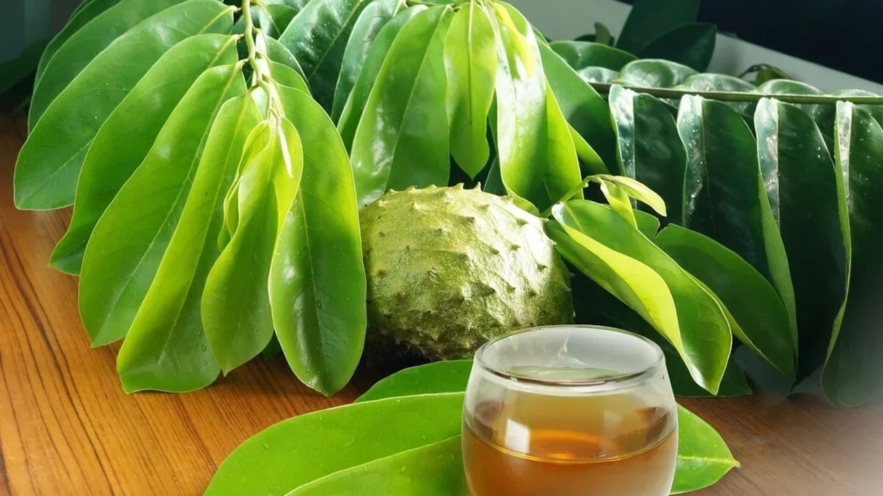 Las hojas de guanábana brindan algunos beneficios para el organismo.