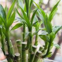 Colocar la planta en ciertos lugares puede maximizar sus beneficios.