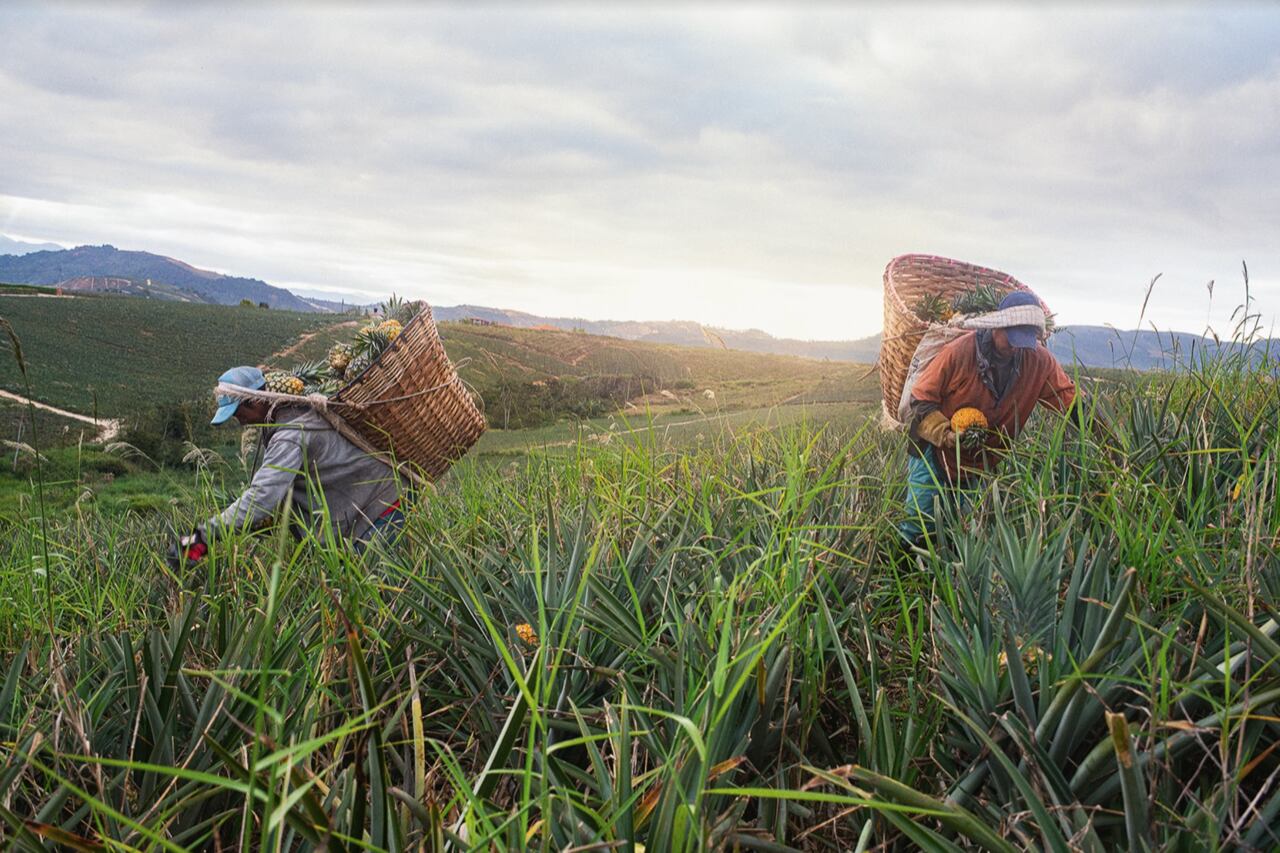 Minciencias estará recibiendo propuestas para mitigar los efectos del cambio climático hasta el 15 de septiembre
