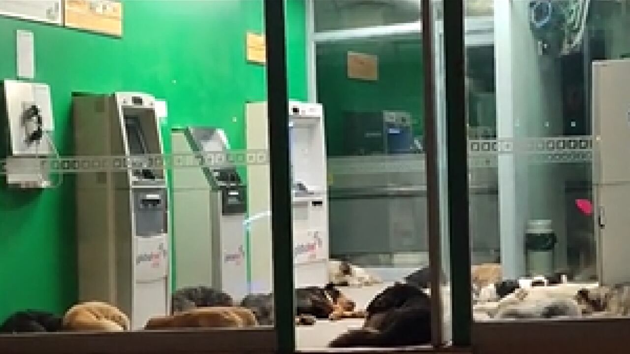 Perros callejeros de Lima encuentran hogar de paso en un cajero automático.