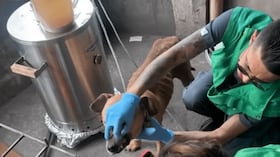 Rescatan animales en las localidades de Ciudad Bolívar y Usme, en el sur de Bogotá.
