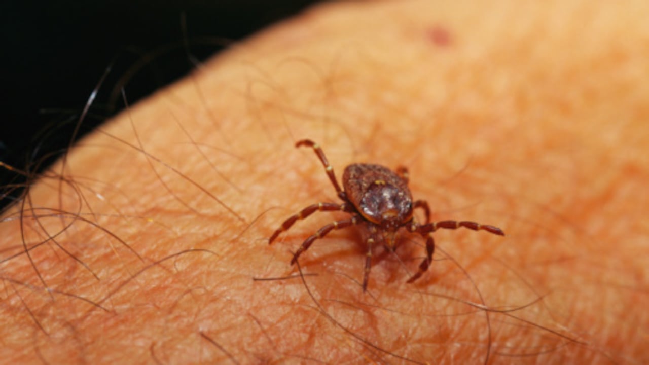 El virus Oz es transmitido por garrapatas.