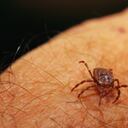 El virus Oz es transmitido por garrapatas.