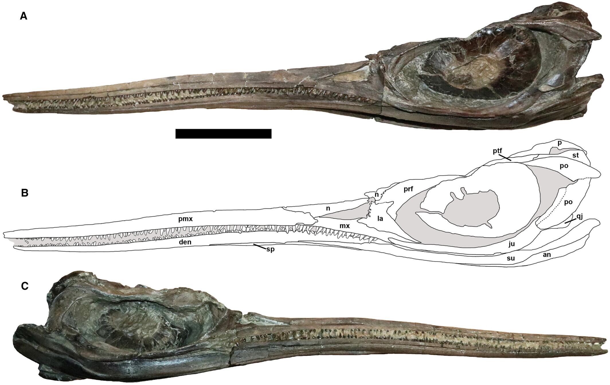 Una investigación reciente confirmó que un fósil descubierto en 2001 pertenece a una nueva especie de ictiosaurio que habitó los océanos hace millones de años.