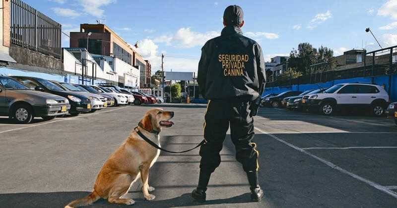 La Superintendencia de Vigilancia y Seguridad Privada es la entidad encargada de aprobar el uso de caninos a las empresas.