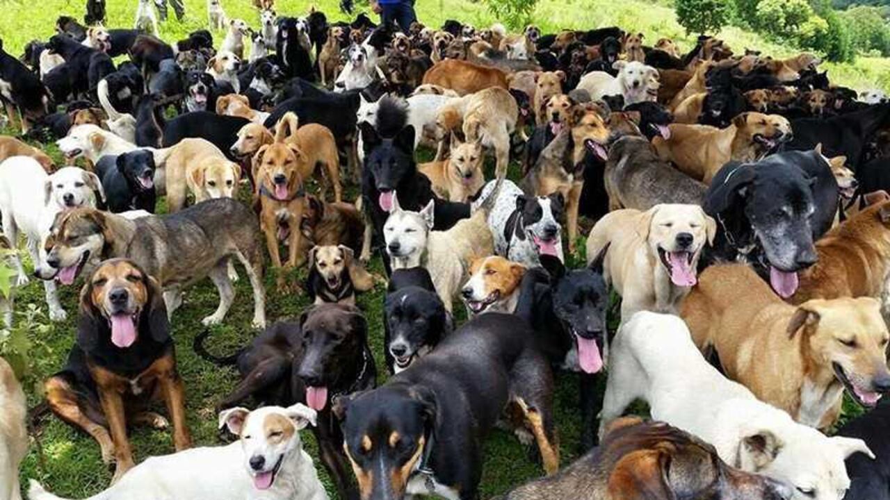 En Pakistán el tema de los derechos de los animales no está presente en el debate público.