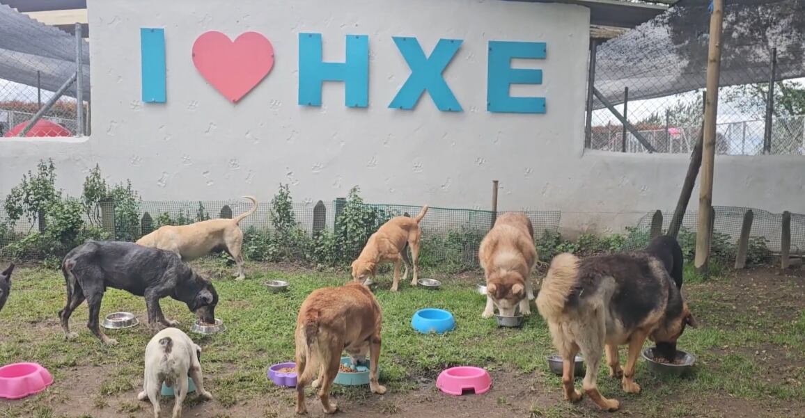 Más de 200 perros que viven en un refugio podrían recibir una comida diferente en la última noche del año gracias al apoyo ciudadano.