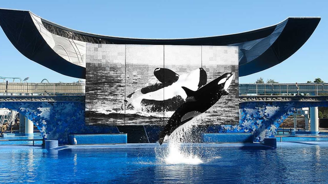 Foto: original Michael Lowin/Wikimedia Commons. (Fotomontaje Semana Sostenible)