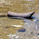 Los científicos encontraron esto en el Danubio.