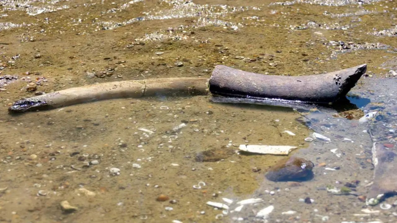 Los científicos encontraron esto en el Danubio.