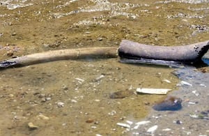Los científicos encontraron esto en el Danubio.