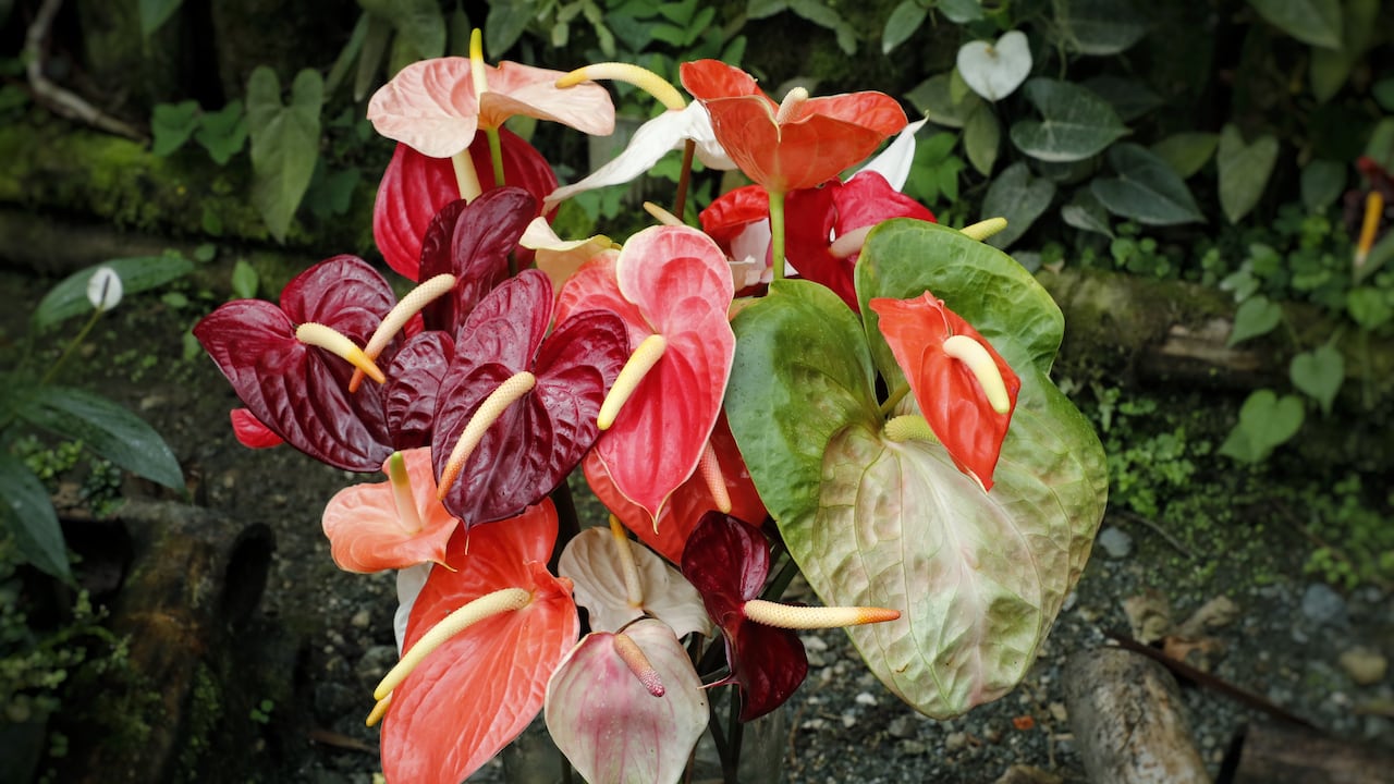 Aunque la flor insignia es el anturio rojo martillado, los floricultores de Ricaurte han logrado desarrollar más de 40 variedades.