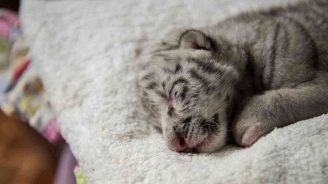 El zoológico ya tiene otros dos tigres blancos que llegaron con anterioridad, como donación cuando tenían un año. Foto: AFP.