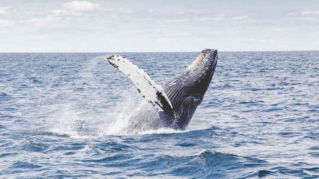 En la cumbre de Brasil se consideró que la caza de ballenas ya no es una actividad económica necesaria. Foto: Pixabay.