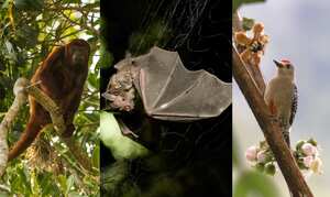 Habitantes de seis ciudades de Colombia participarán en el City Nature Challenge, reto naturalista que tiene como objetivo reportar la biodiversidad urbana.